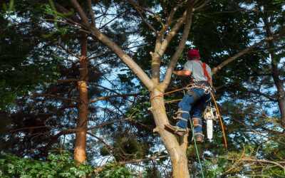 Professional Tree Cutting Services in Gig Harbor, WA